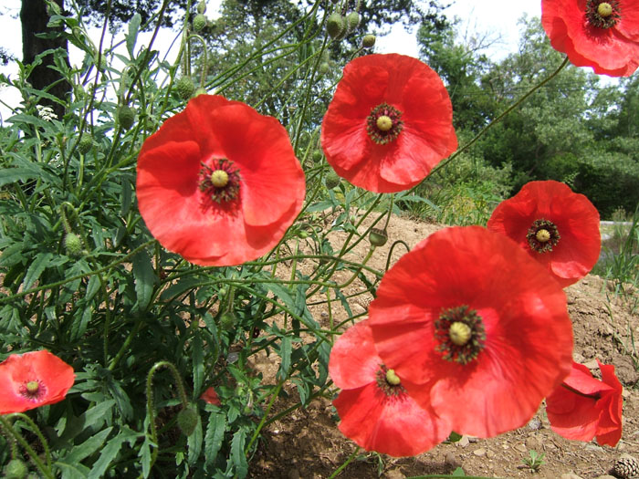 coquelicots, ecrins, champsaur, alpes