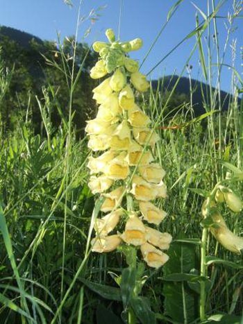 digitale, jaune, ecrins, champsaur, alpes