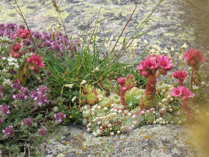 fleur, montagne, joubarbe, ecrins, champsaur, alpes