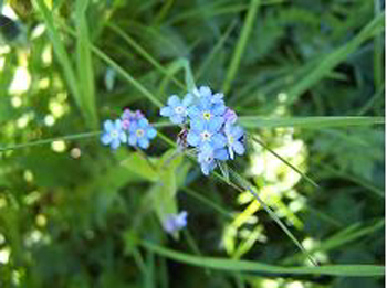 fleur, ecrins, champsaur, alpes