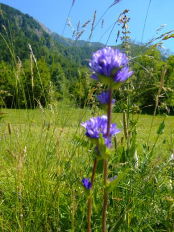 gentiane, ecrins, champsaur, alpes