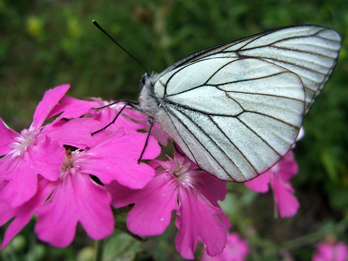 papillon, fleur, ecrins, champsaur, alpes