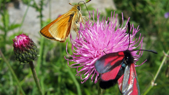 fleur, papillons, ecrins, champsaur, alpes