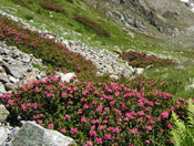 rhododendron, fleur, ecrins, champsaur, alpes