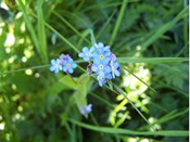 fleur ecrins champsaur alpes