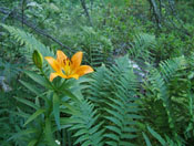 lys orange et fougere ecrins champsaur alpes