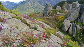 photorama rhododendron champsaur