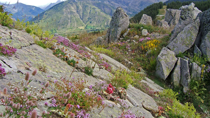 Photo, rhododendron, randonnees, ecrins, champsaur, alpes