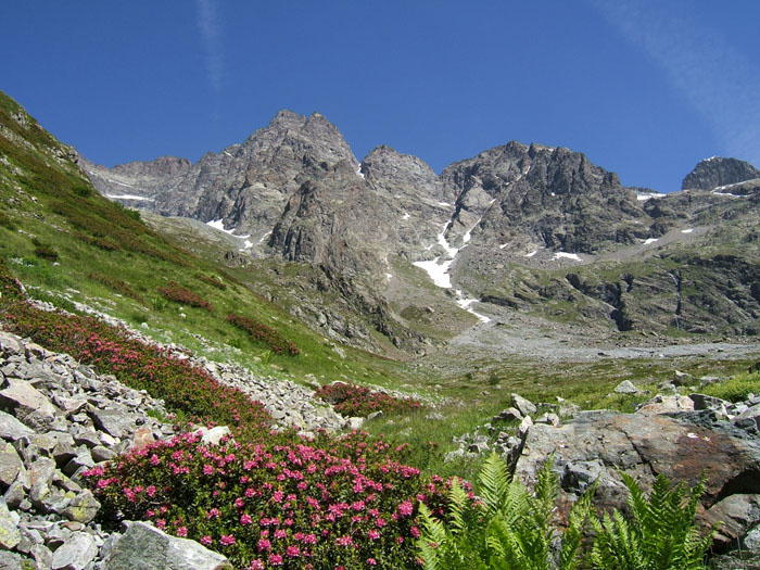 Photo, randonnees, rhododendron, ecrins, champsaur, alpes