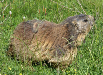 marmotte alpine